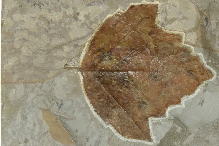 Fossil Leaf (Platanites) - Montana #190455